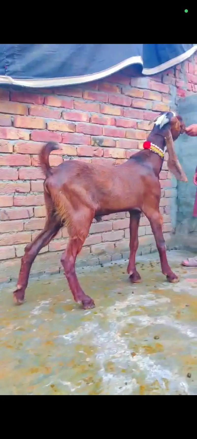 Nagra ambartasri breeder male — photo 4