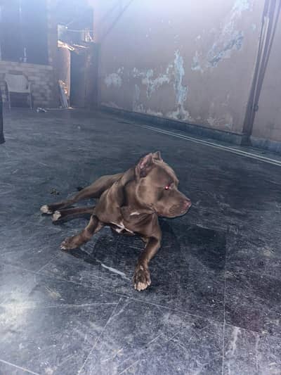 American pitbull