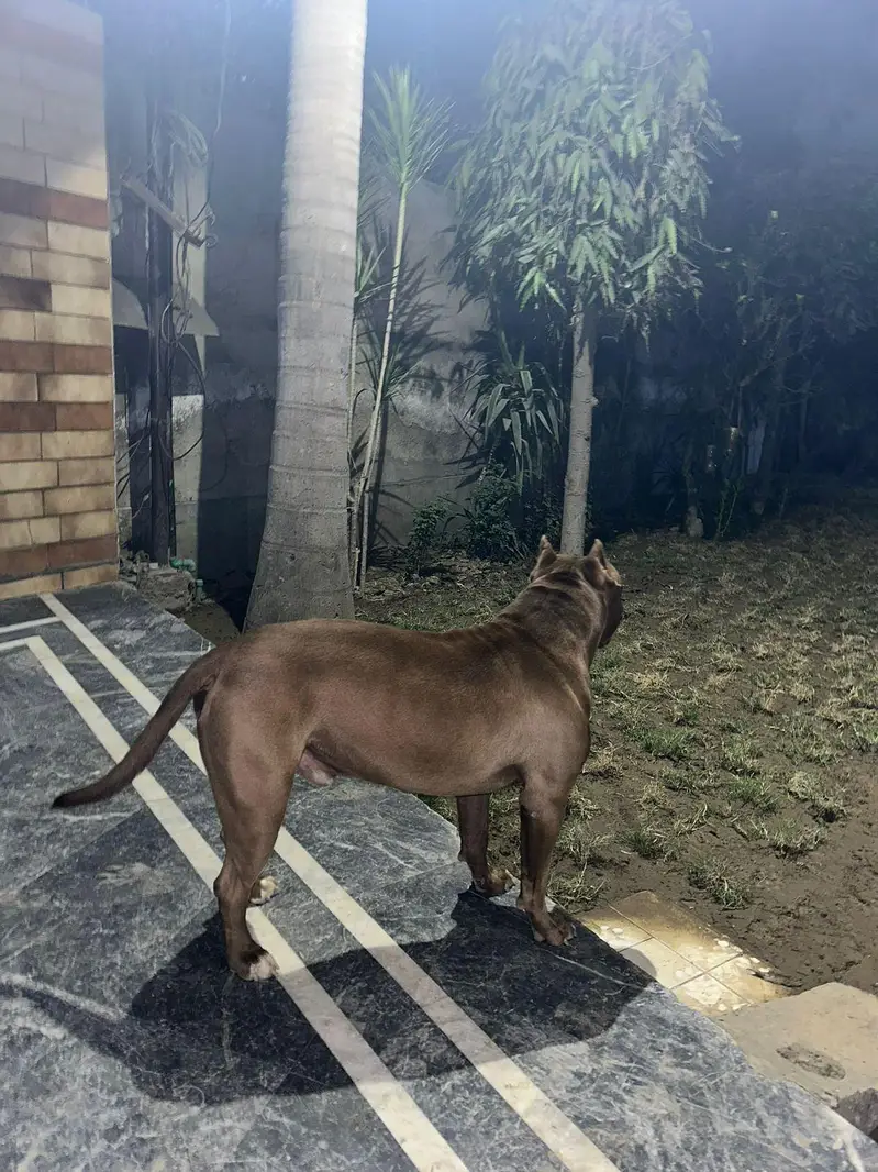 American pitbull — photo 3
