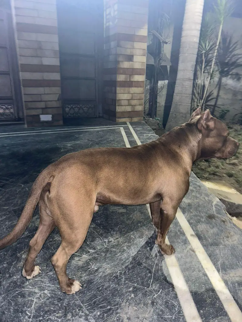 American pitbull — photo 4