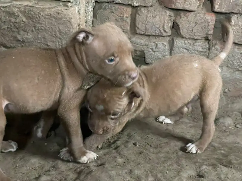 American pitbull — photo 5