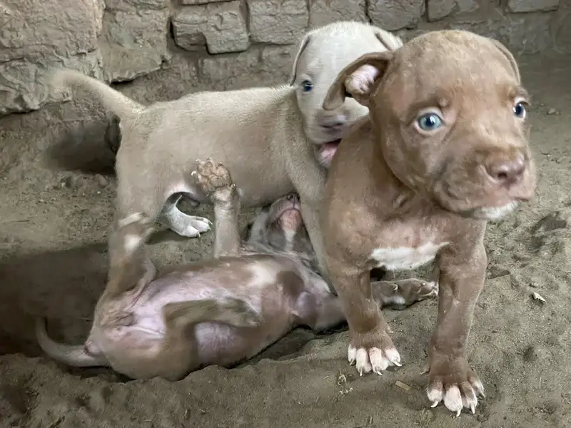 American pitbull — photo 6