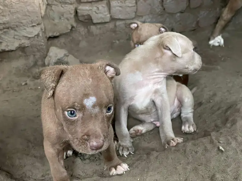 American pitbull — photo 7