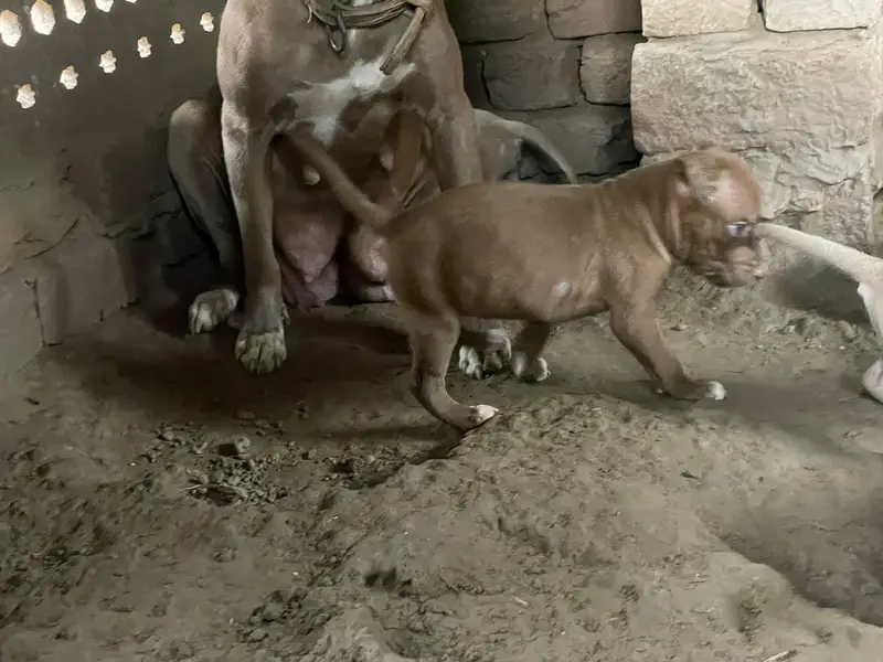 American pitbull — photo 8