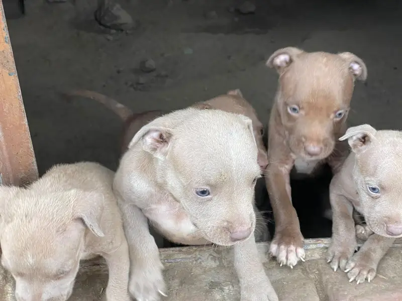 American pitbull — photo 9