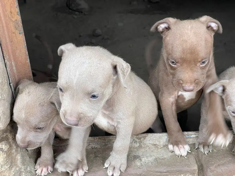 American pitbull — photo 10