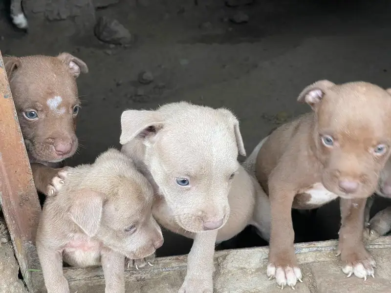 American pitbull — photo 11