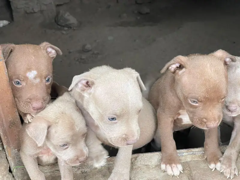 American pitbull — photo 12