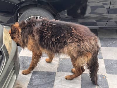Pair for sale — home breed —