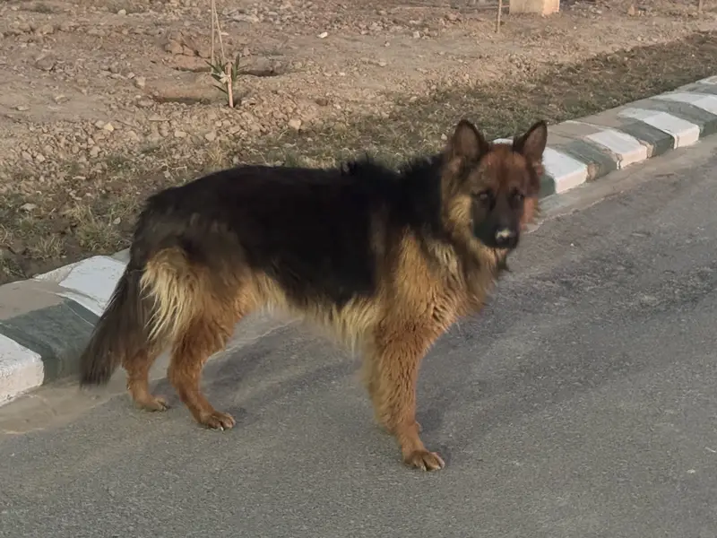 Pair for sale — home breed — — photo 2