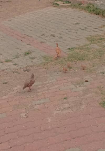 healthy active and breader pair