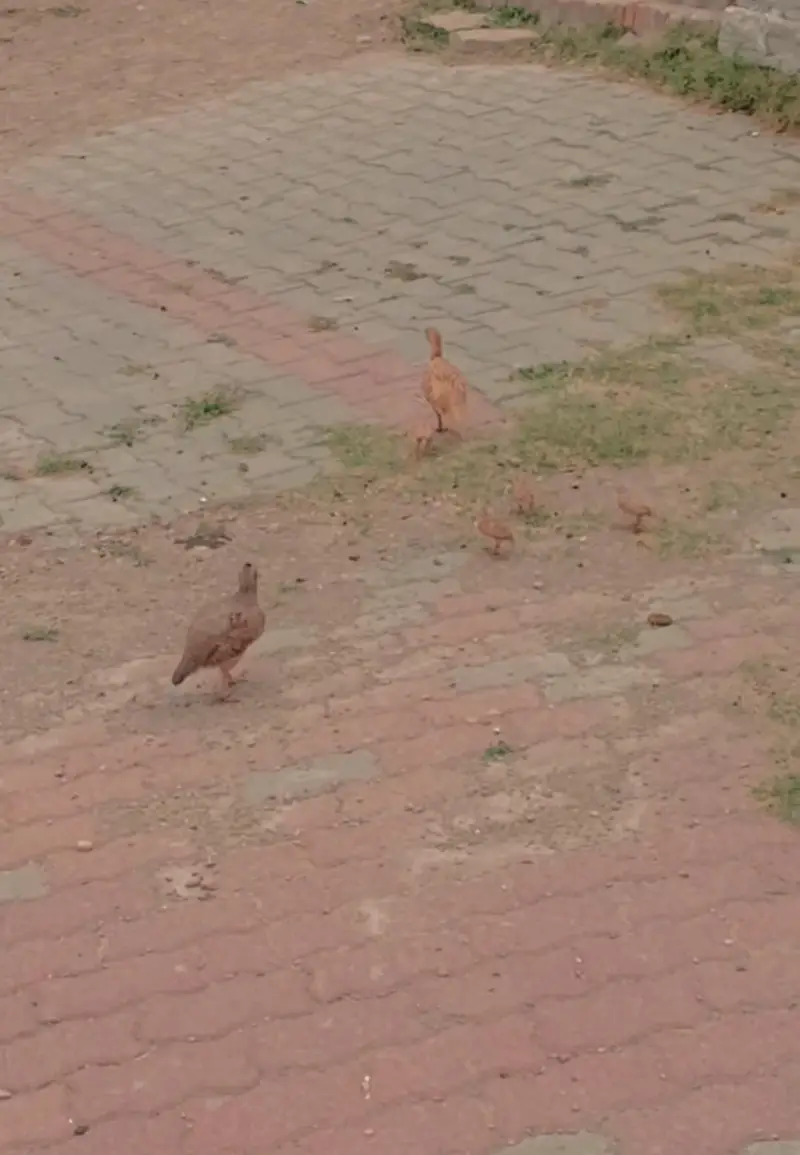 healthy active and breader pair
