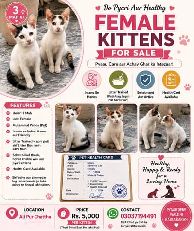 healthy 3 month kitten for sail ali pur chatta