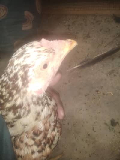 arjnat sell piur poliya female, hige quleti