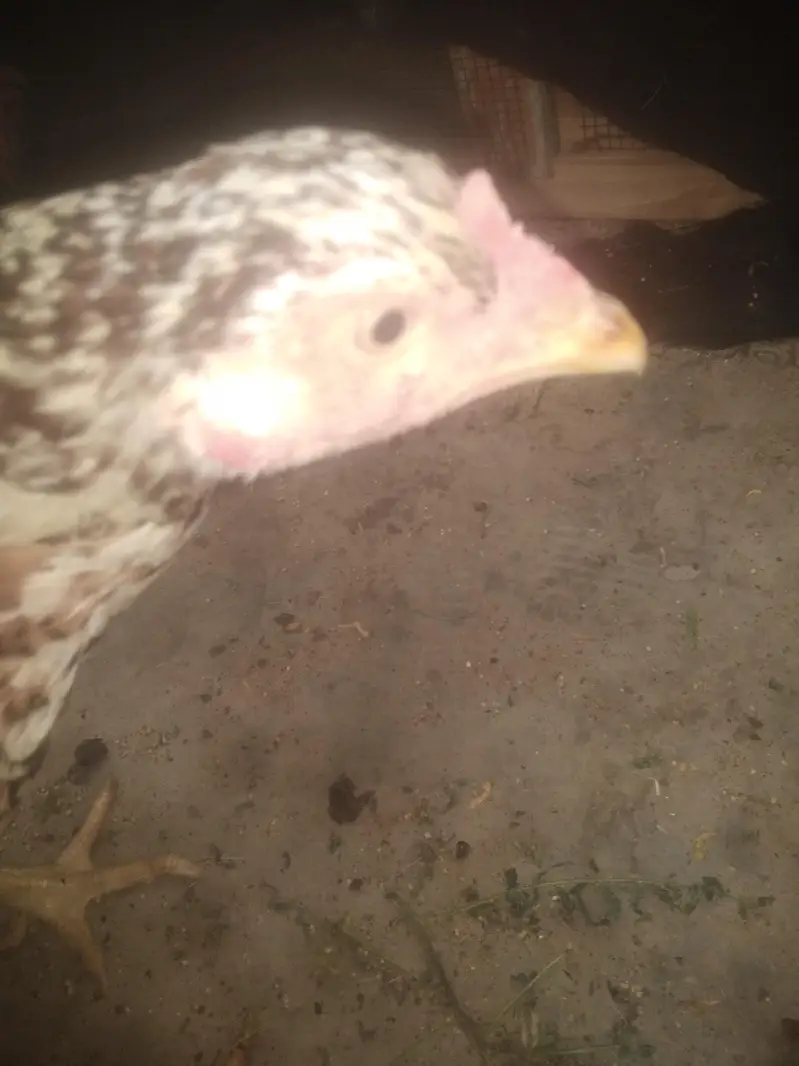 arjnat sell piur poliya female, hige quleti — photo 2