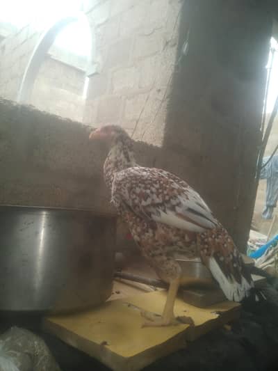 arjnat sell piur poliya female, hige quleti03152041402. whatsup