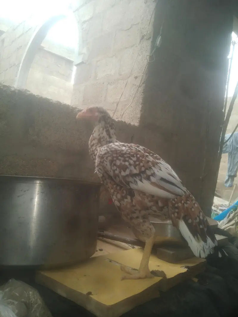 arjnat sell piur poliya female, hige quleti — photo 3