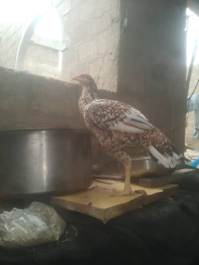 arjnat sell piur poliya female, hige quleti03152041402. whatsup