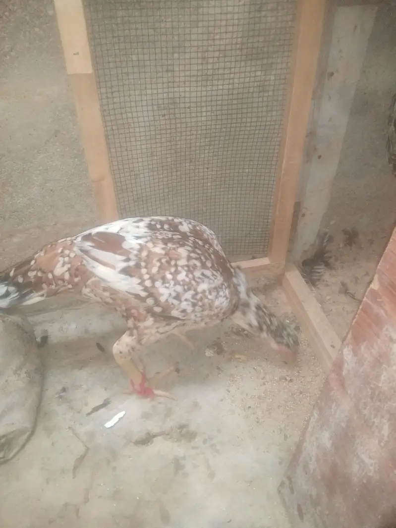 arjnat sell piur poliya female, hige quleti — photo 5