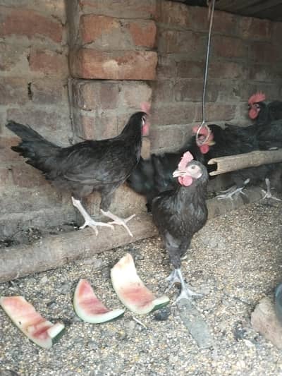 Pure English Australorp