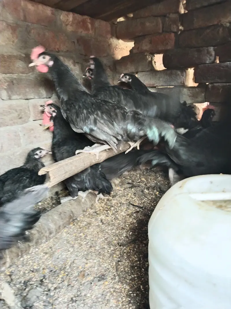 Pure English Australorp — photo 2