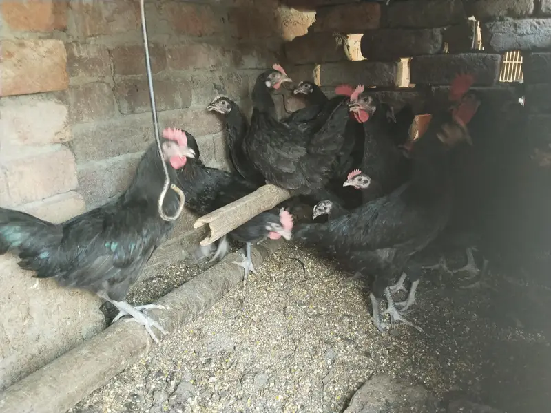 Pure English Australorp — photo 3