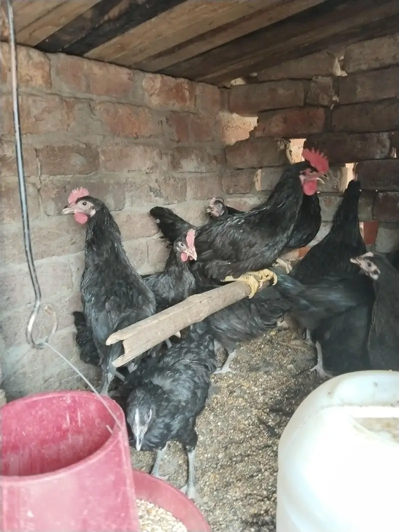 Pure English Australorp — photo 4