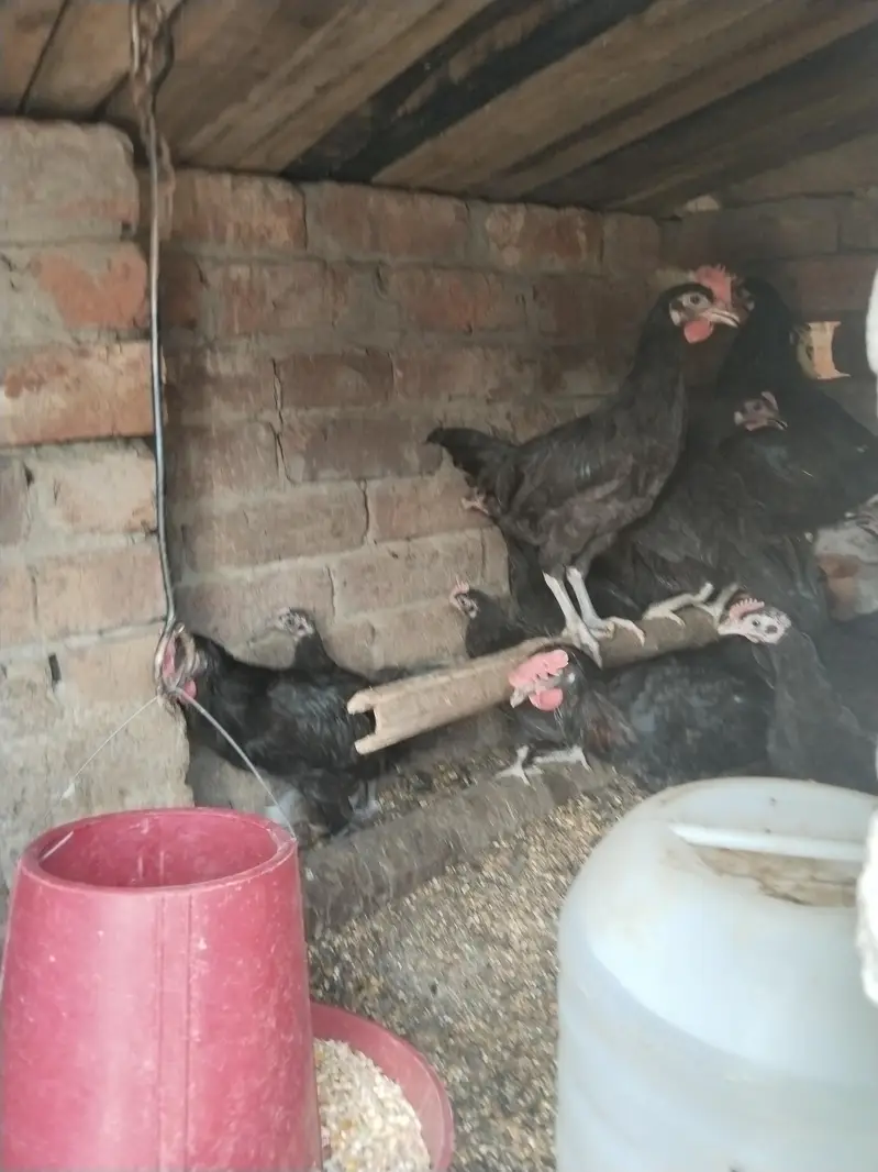 Pure English Australorp — photo 5