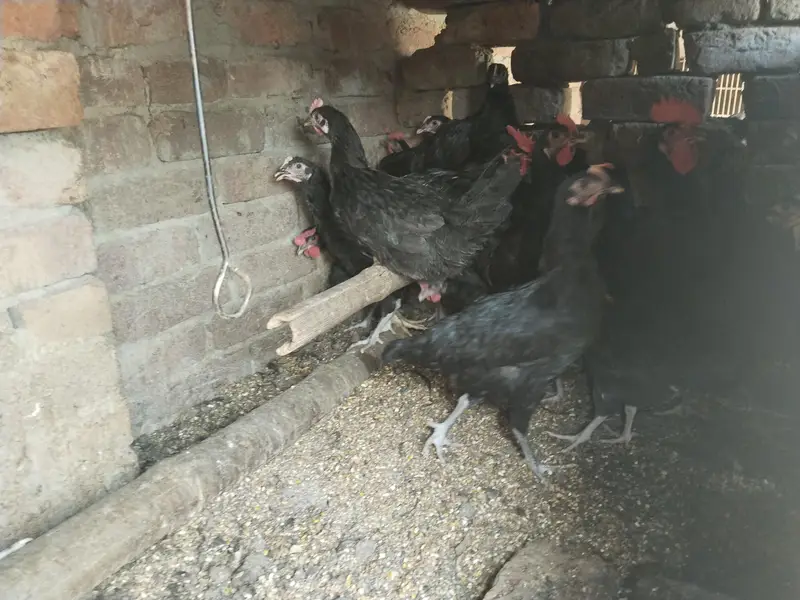 Pure English Australorp — photo 6