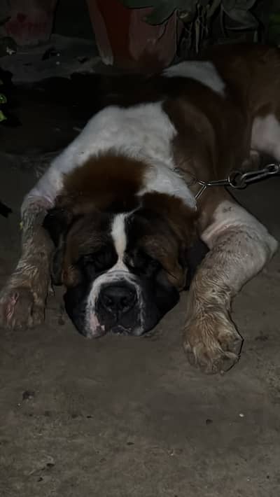 St. Bernard dog