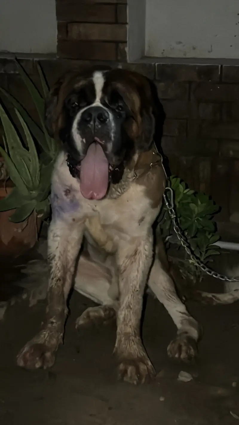 St. Bernard dog — photo 2