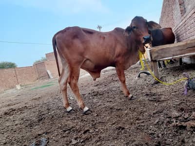 bull|Wacha|katta|brahman|breeder|sahiwal