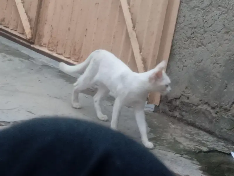 2 eyes colour — photo 2