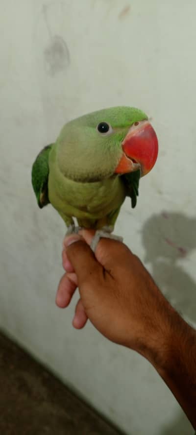 kashmiri raw