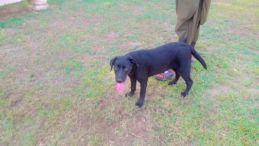 dog for sale