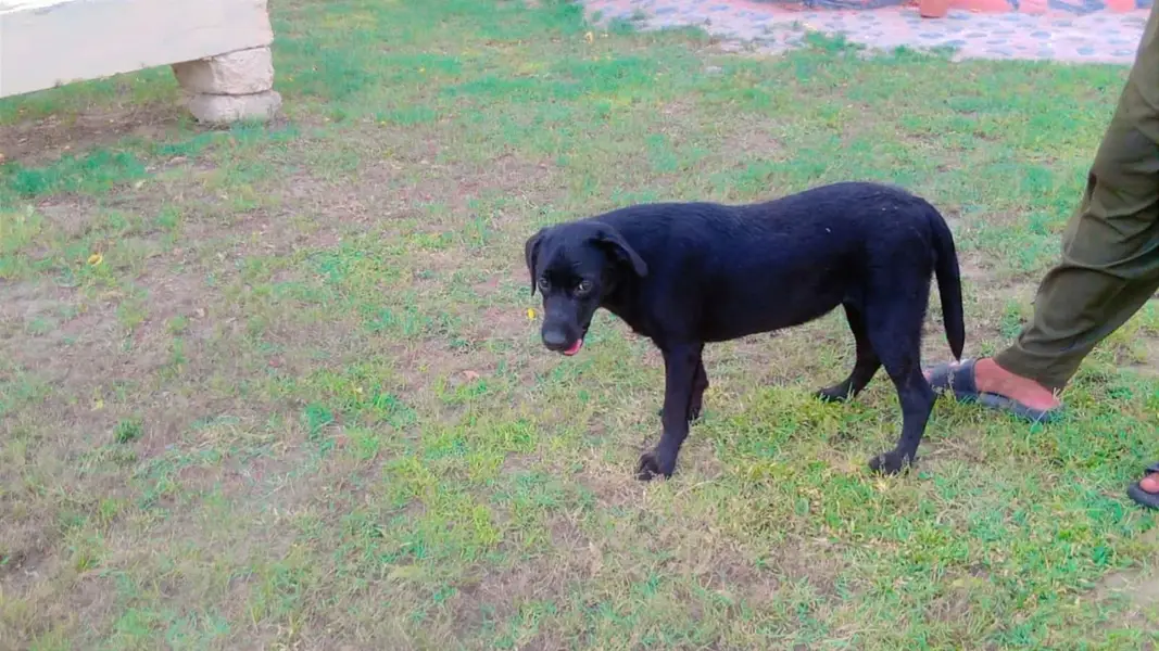 dog for sale — photo 2