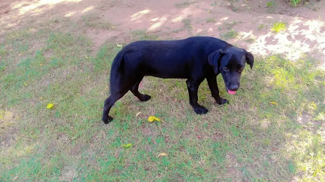 dog for sale — photo 3