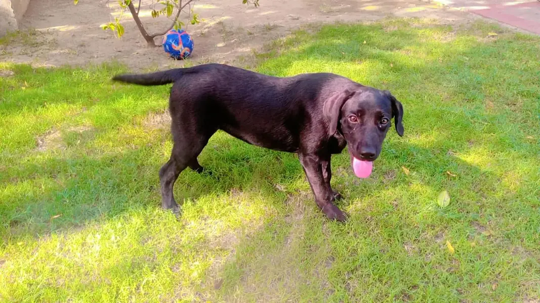 dog for sale — photo 4