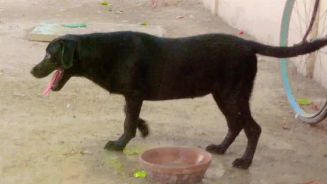 dog for sale — photo 6