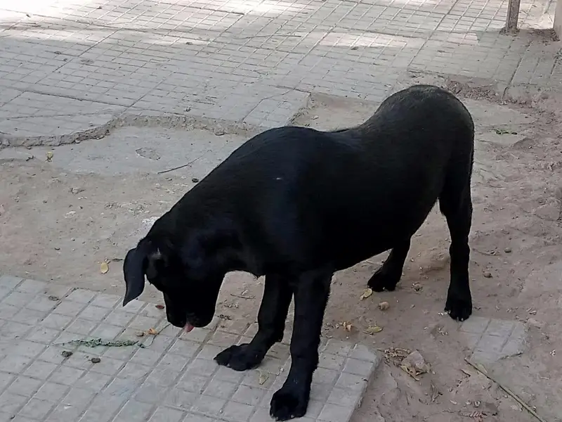 dog for sale — photo 7