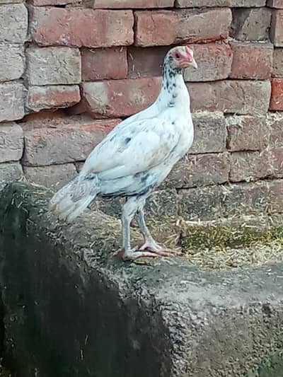 Aseel Bengum ha or white Heera ka bacha ha