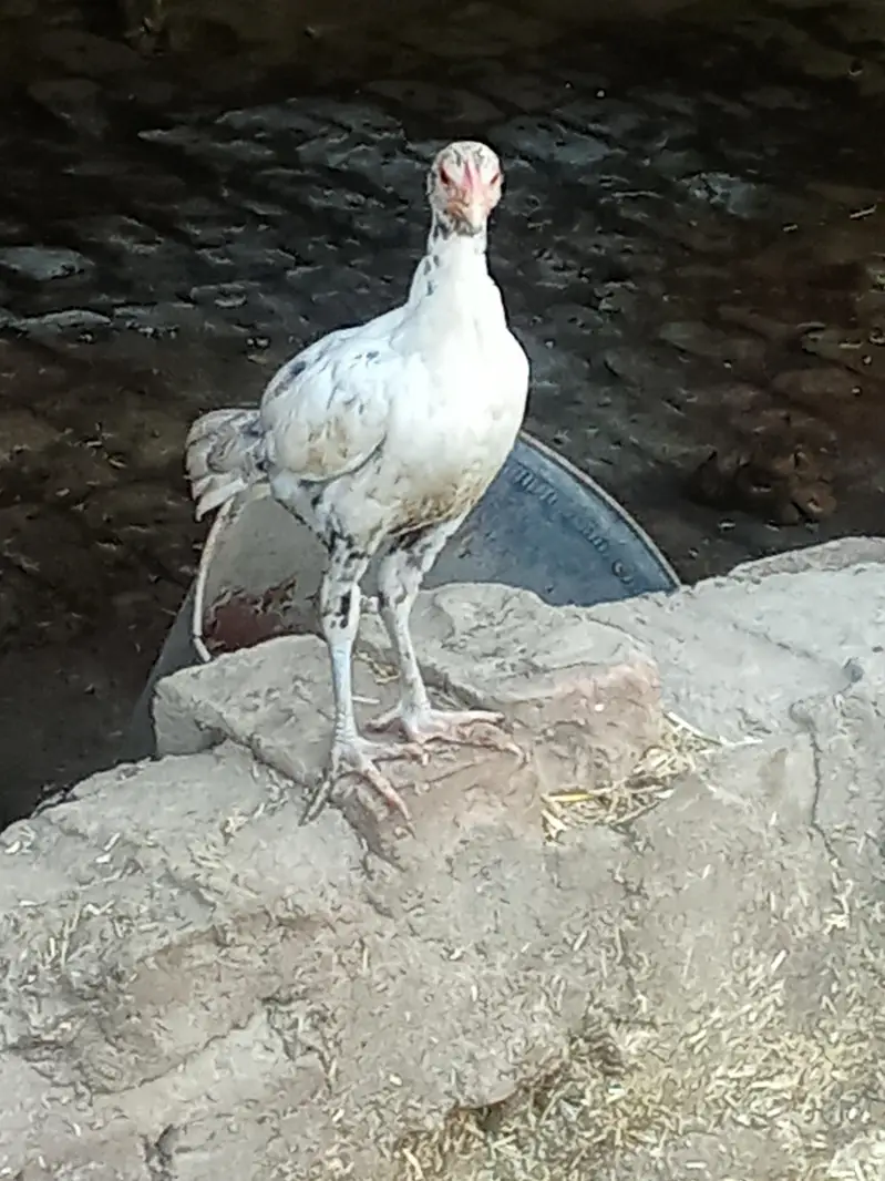 Aseel Bengum ha or white Heera ka bacha ha — photo 2