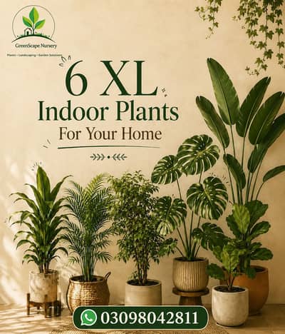 Indoor Plants