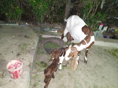 For sale that goat