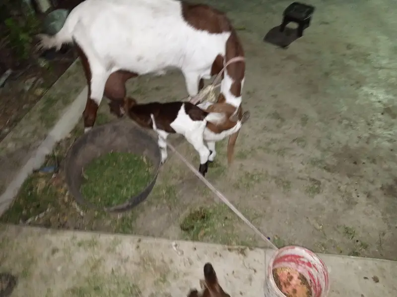 For sale that goat — photo 2