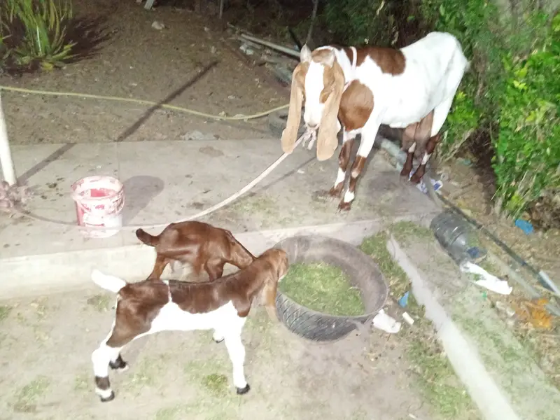For sale that goat — photo 3