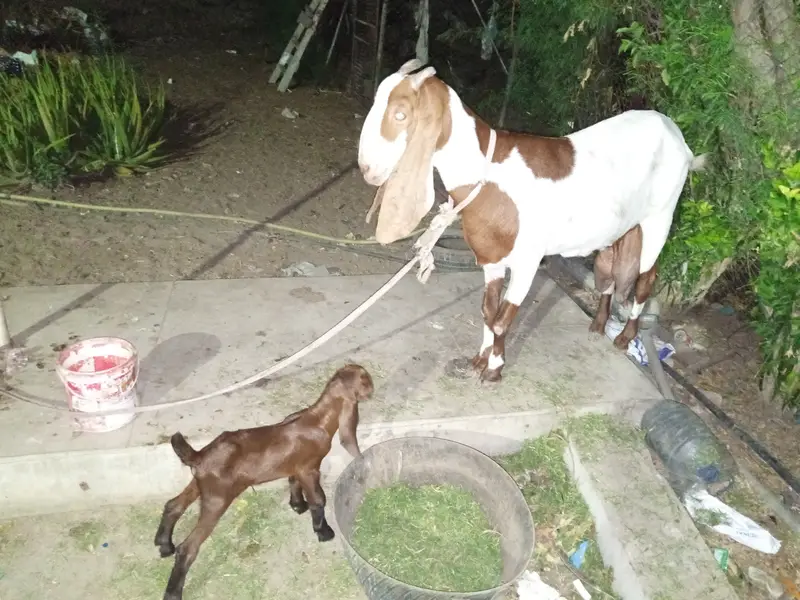For sale that goat — photo 4