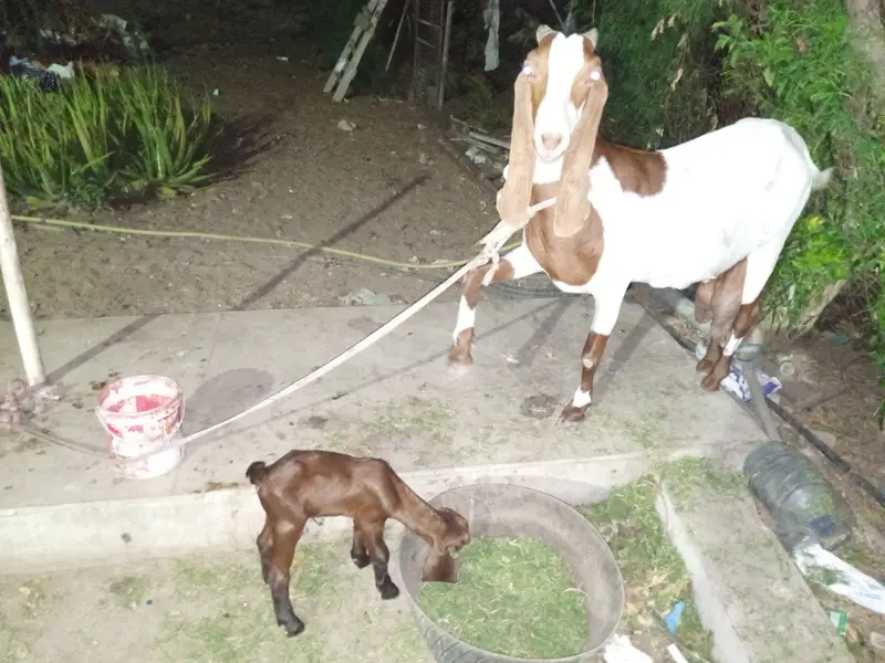 For sale that goat — photo 5