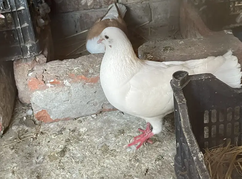 Sherazi pair healthy and active for sale — photo 3