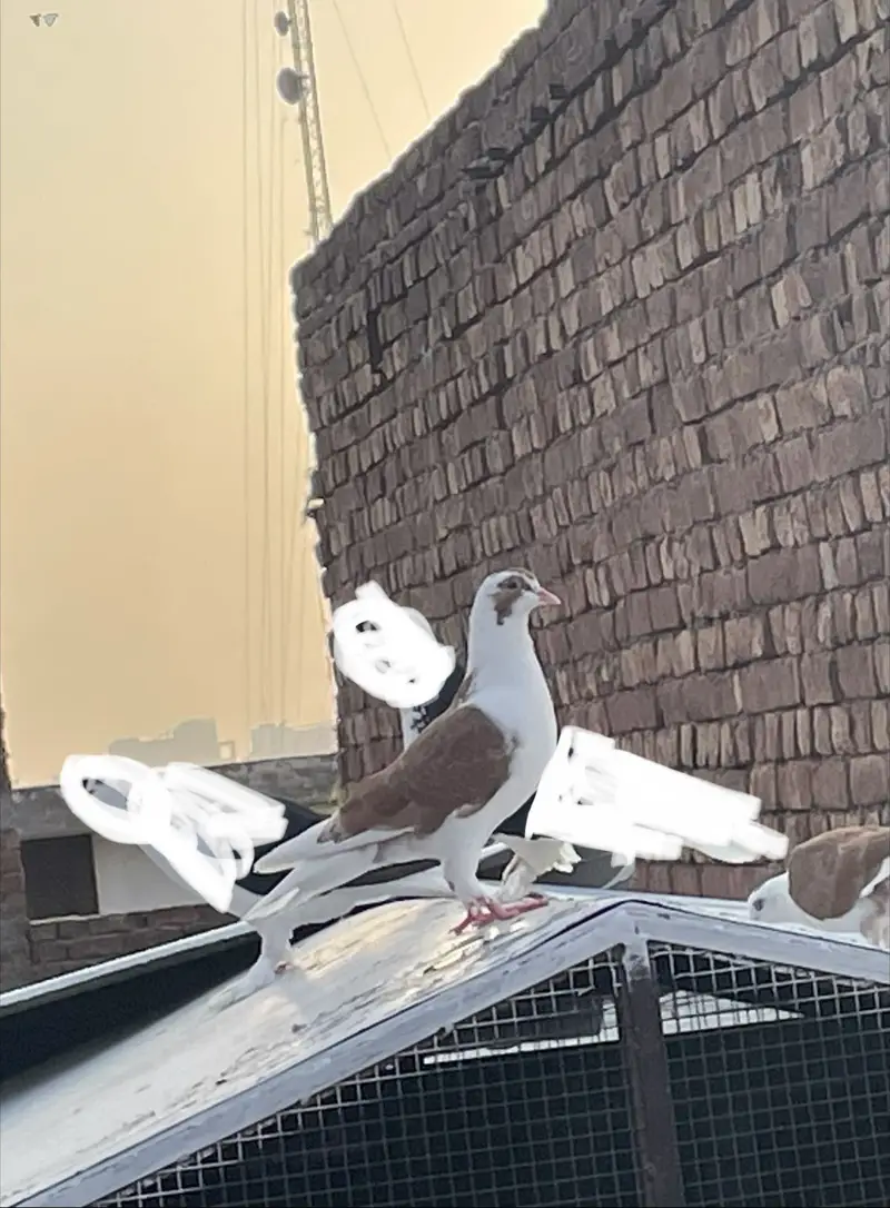 Sherazi pair healthy and active for sale — photo 4
